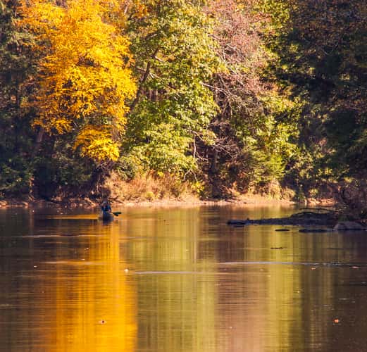 Bending Tree over the Clarion River