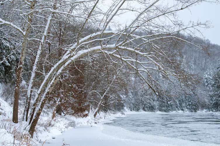 Bending Tree over the Clarion River