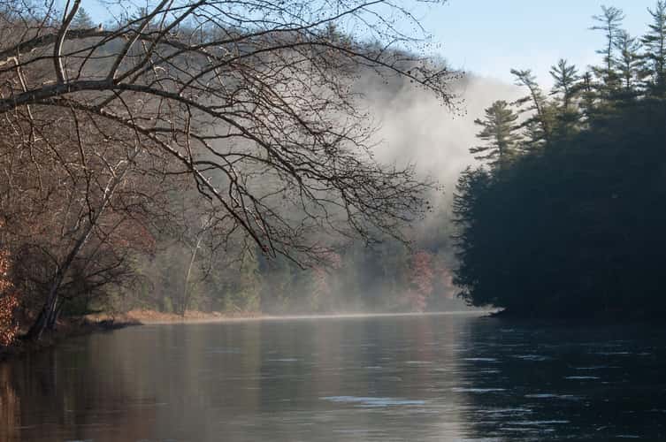 Bending Tree over the Clarion River
