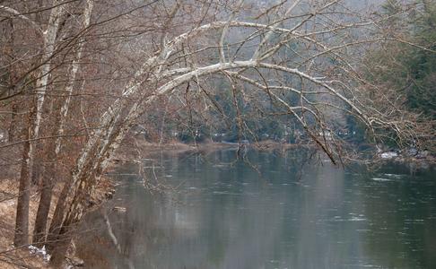 Bending Tree over the Clarion River