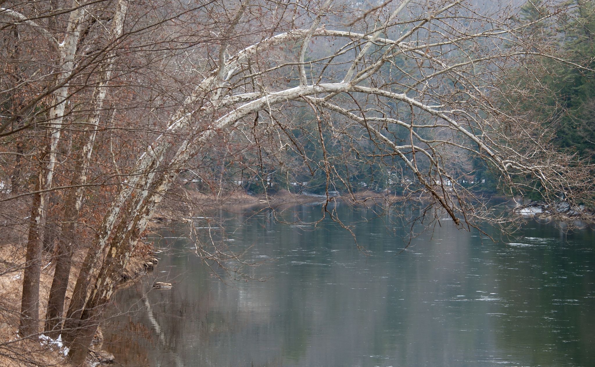 Bending Tree over the Clarion River, USA