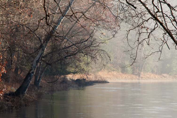 Bending Tree over the Clarion River