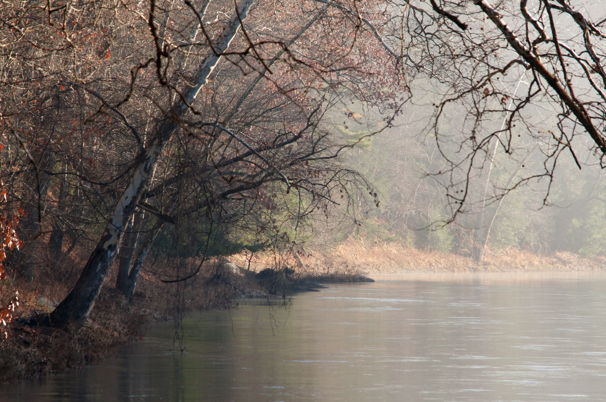Bending Tree over the Clarion River, USA