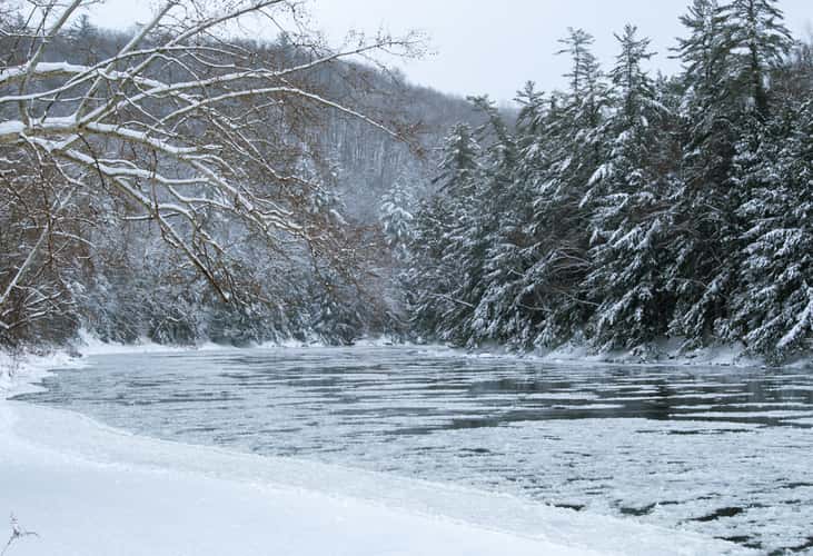Bending Tree over the Clarion River