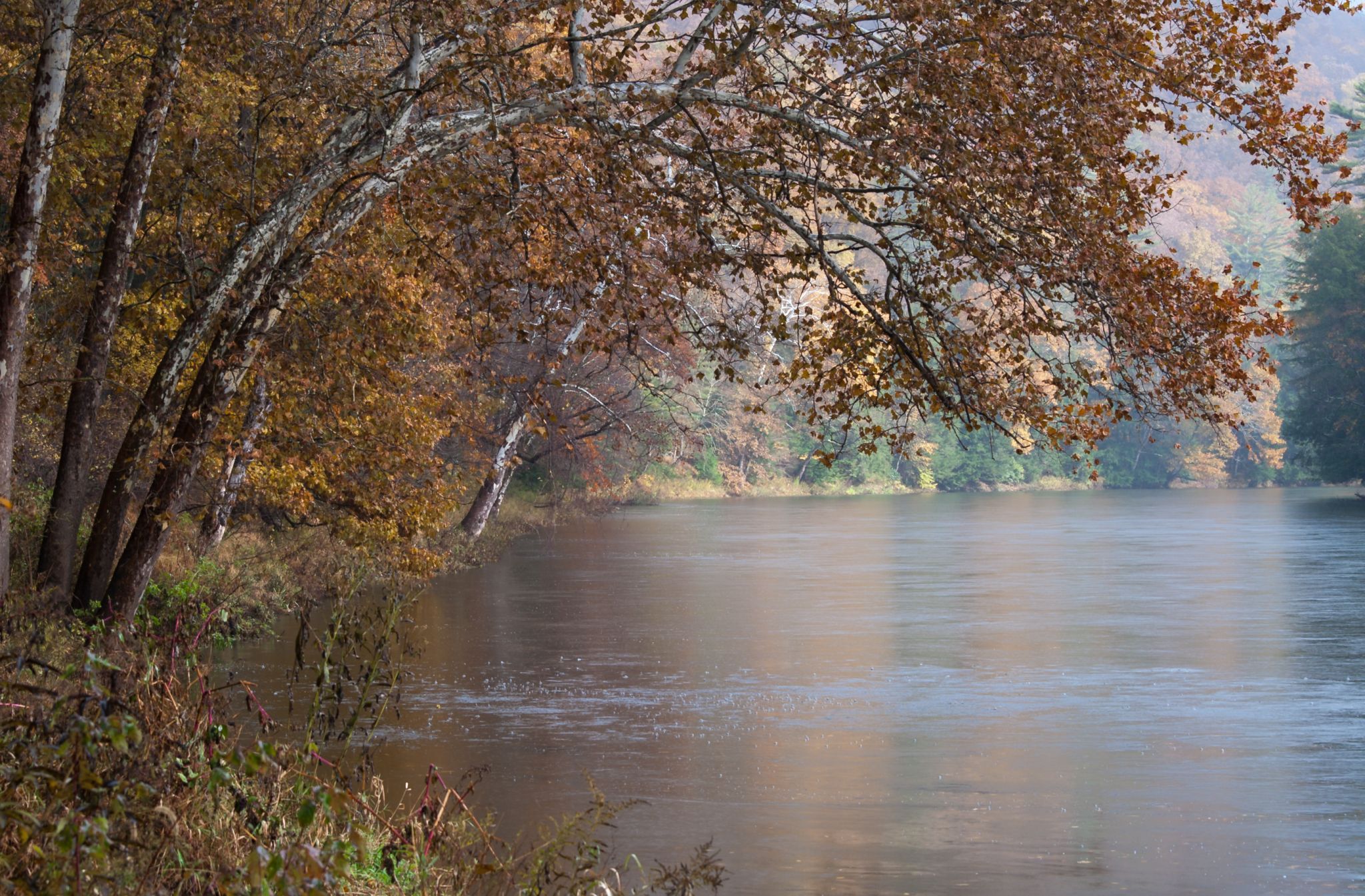 Bending Tree over the Clarion River, USA