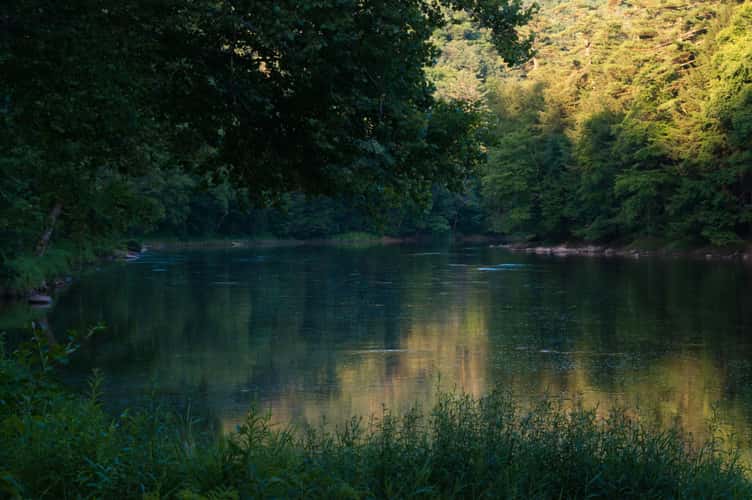 Bending Tree over the Clarion River