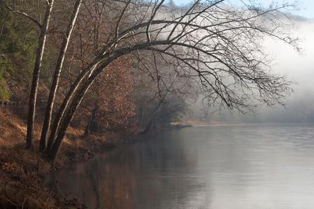 Bending Tree over the Clarion River