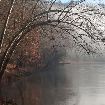 Bending Tree over the Clarion River, USA