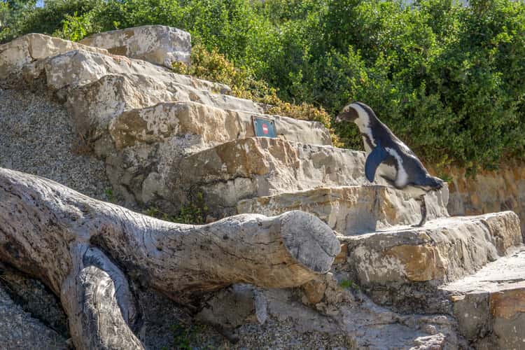 Boulders Beach