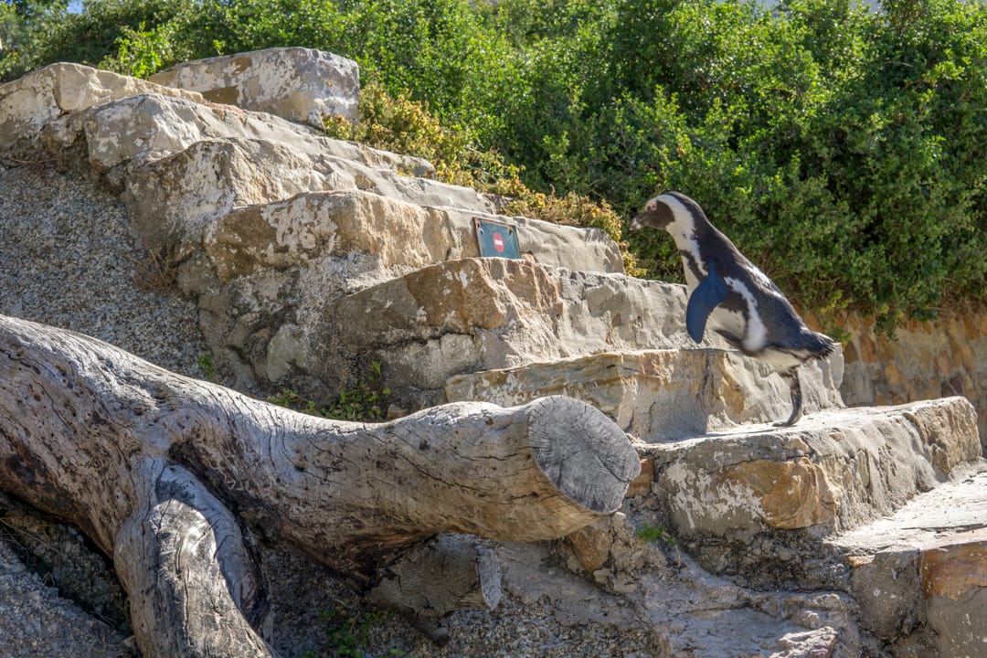Boulders Beach, South Africa