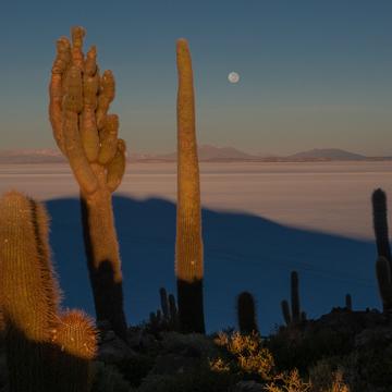 Cactus and moon, Bolivia