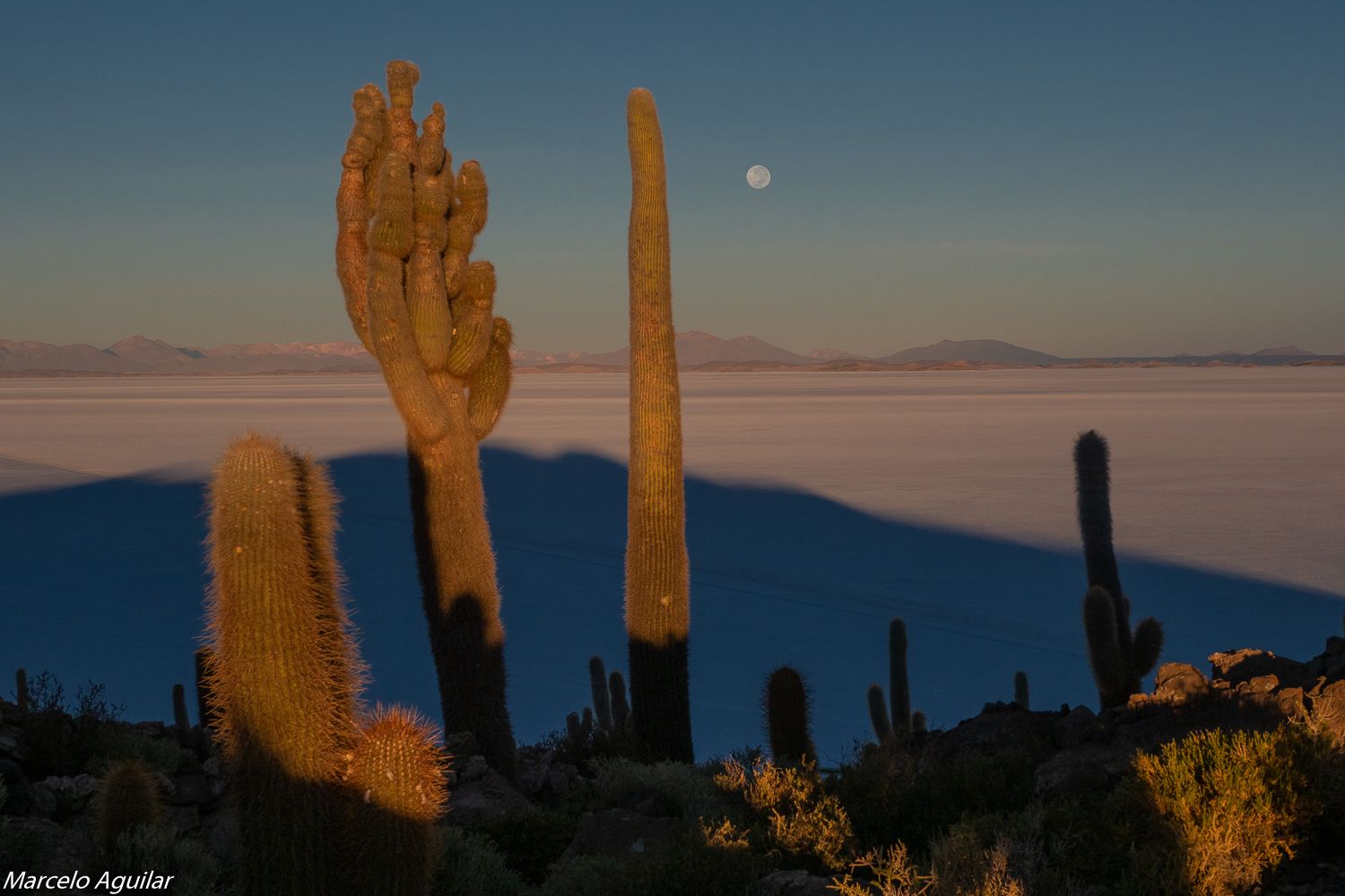 Cactus and moon, Bolivia