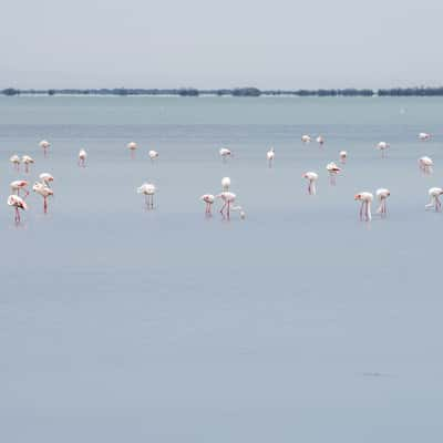 Camargue, France