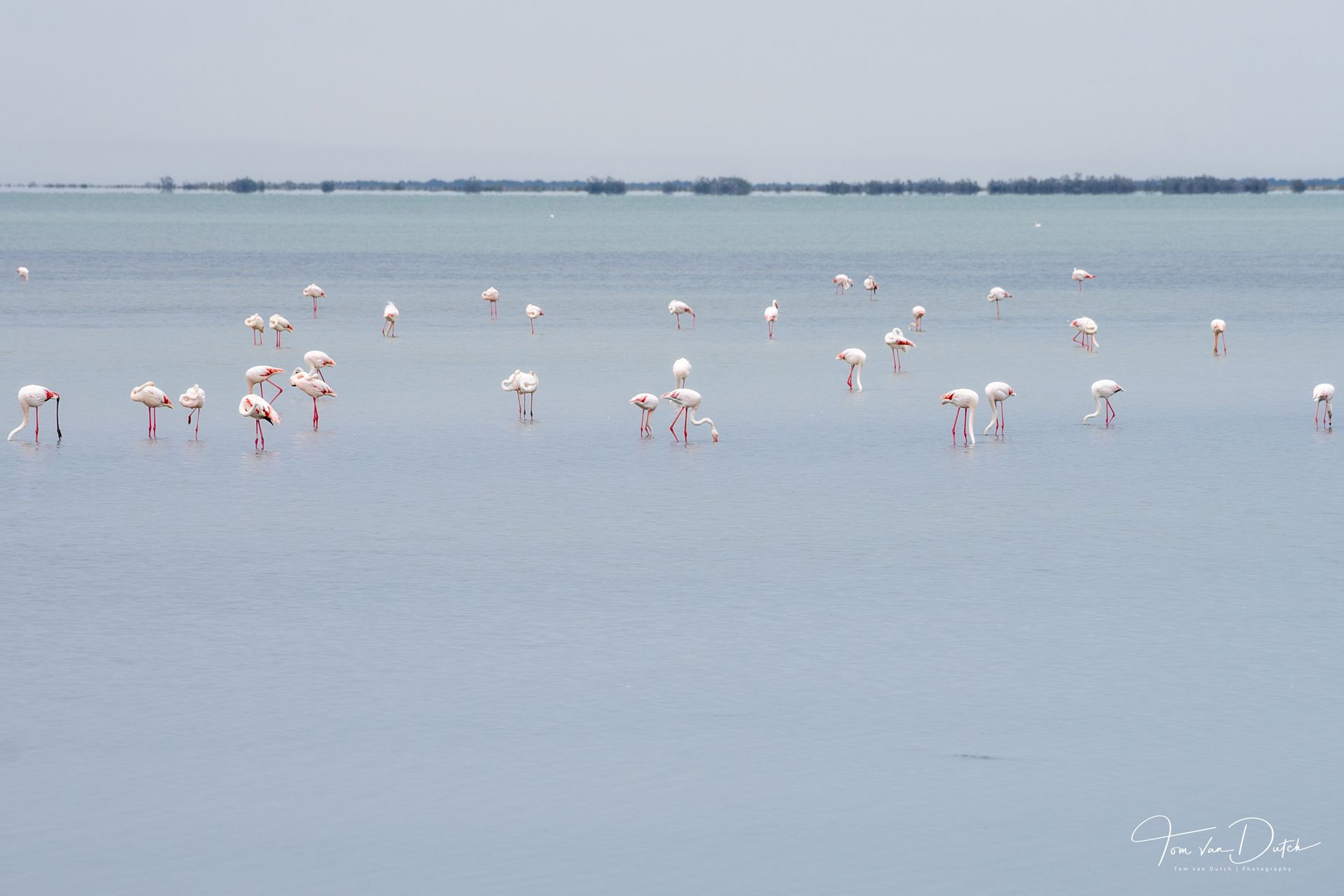 Camargue, France