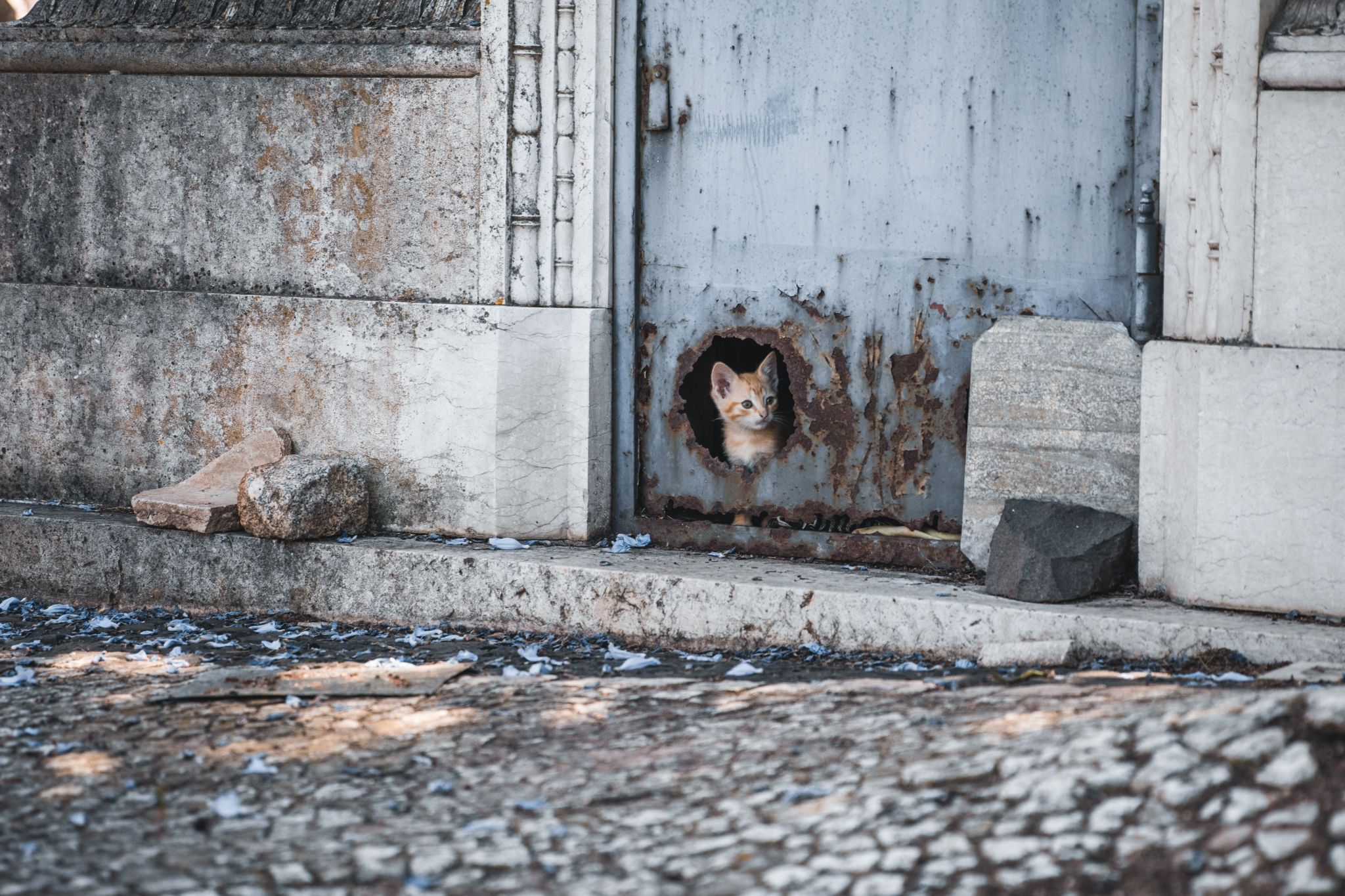 Cemitério dos Prazeres cat flap, Portugal