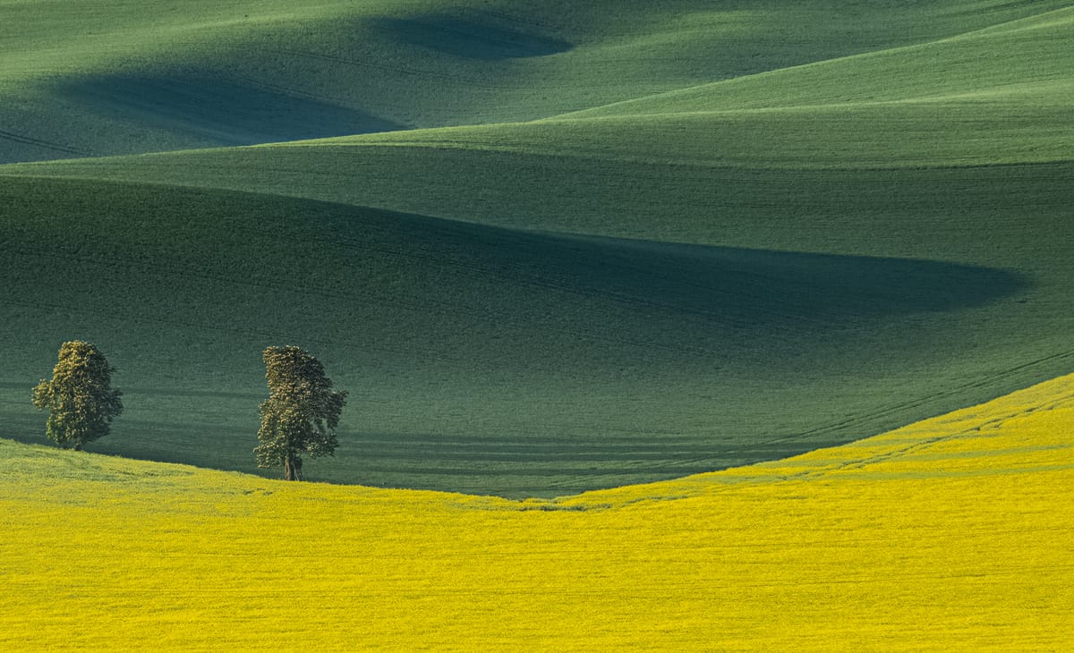 Chestnuts Avenue, Moravia, Czech Republic