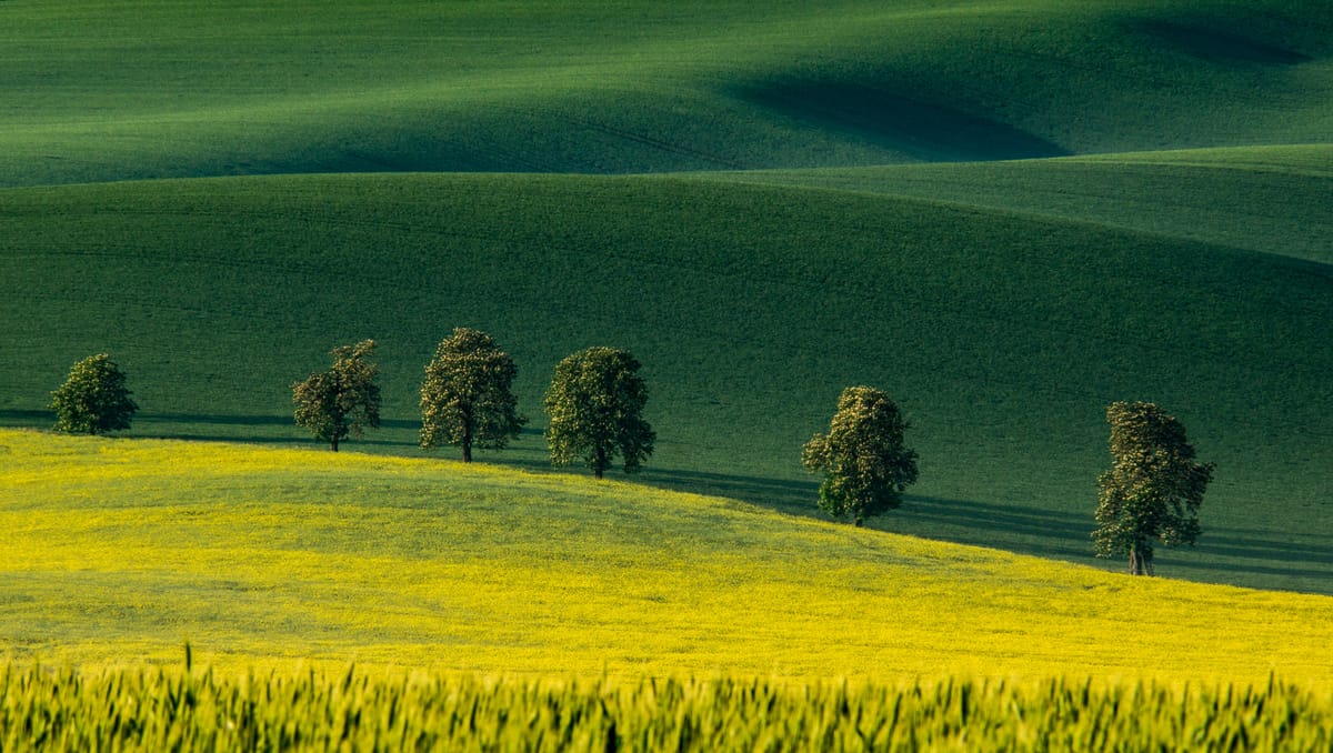 Chestnuts Avenue, Moravia, Czech Republic