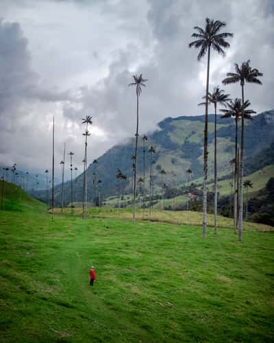 Cocora Valley