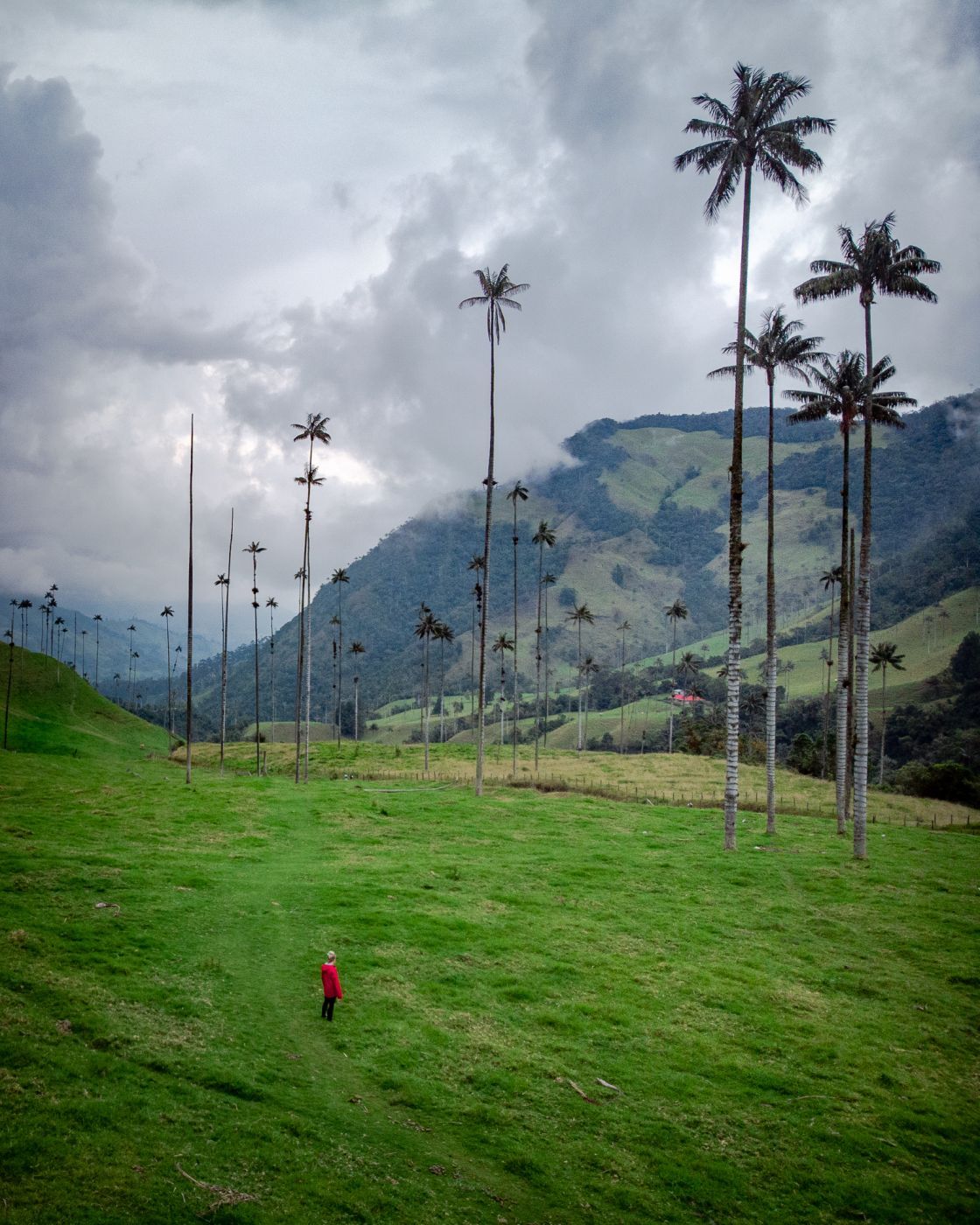 Cocora Valley, Colombia