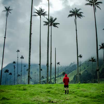 Cocora Valley, Colombia