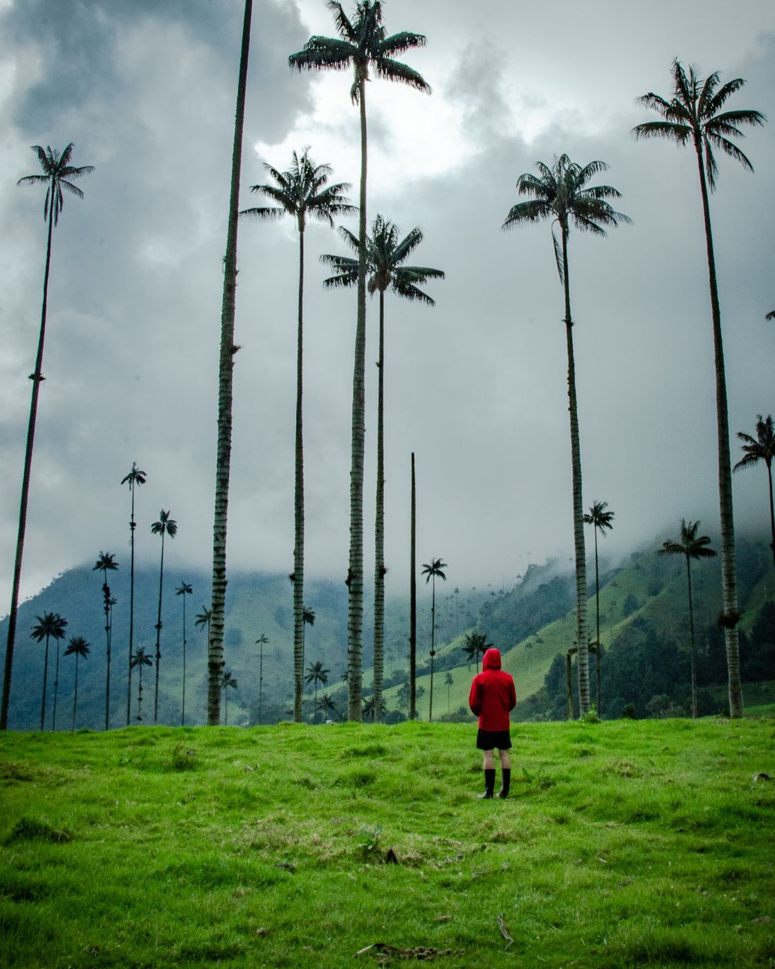 Cocora Valley, Colombia