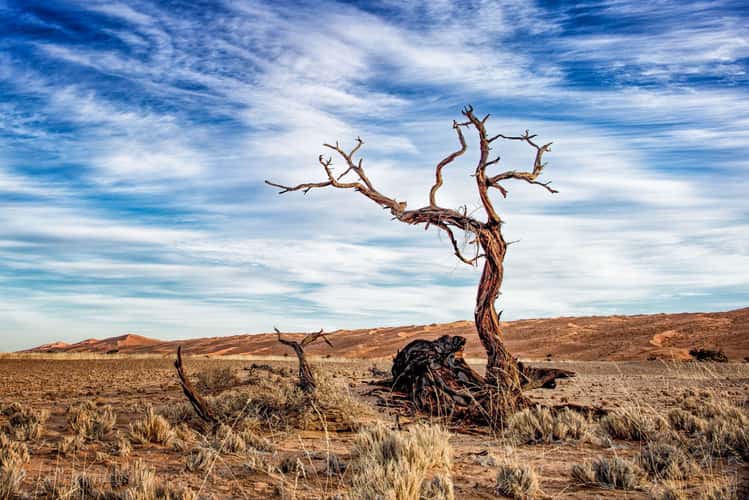 Desert tree