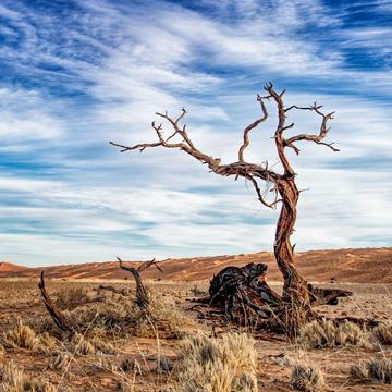 Desert tree, Namibia