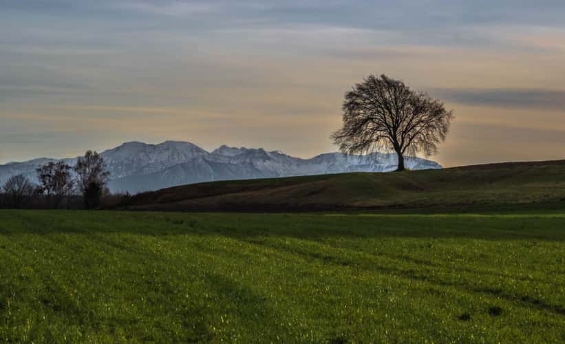Einsamer Baum