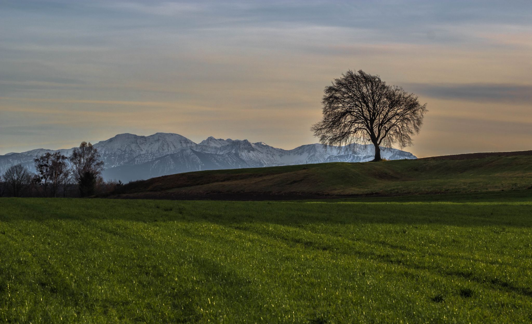 Lonely Tree, Germany