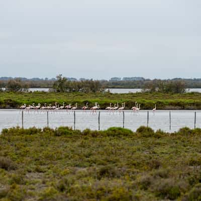 Étang de Vaccarès, France