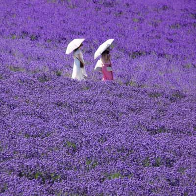 Farm Tomita, Japan