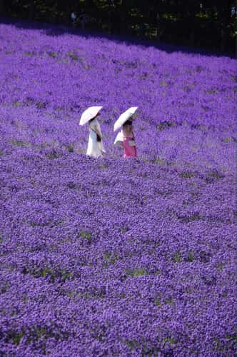 Farm Tomita