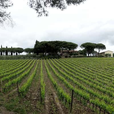 Fattoria Di Magliano, Italy