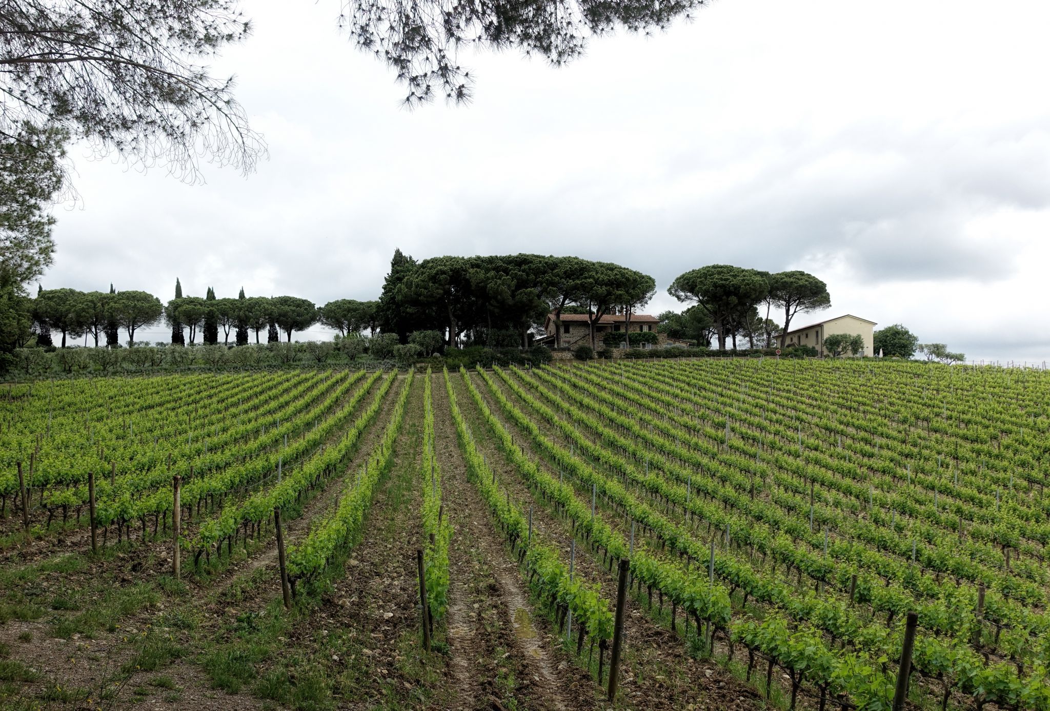 Fattoria Di Magliano, Italy