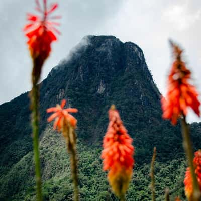 Finca La Montańa, Colombia