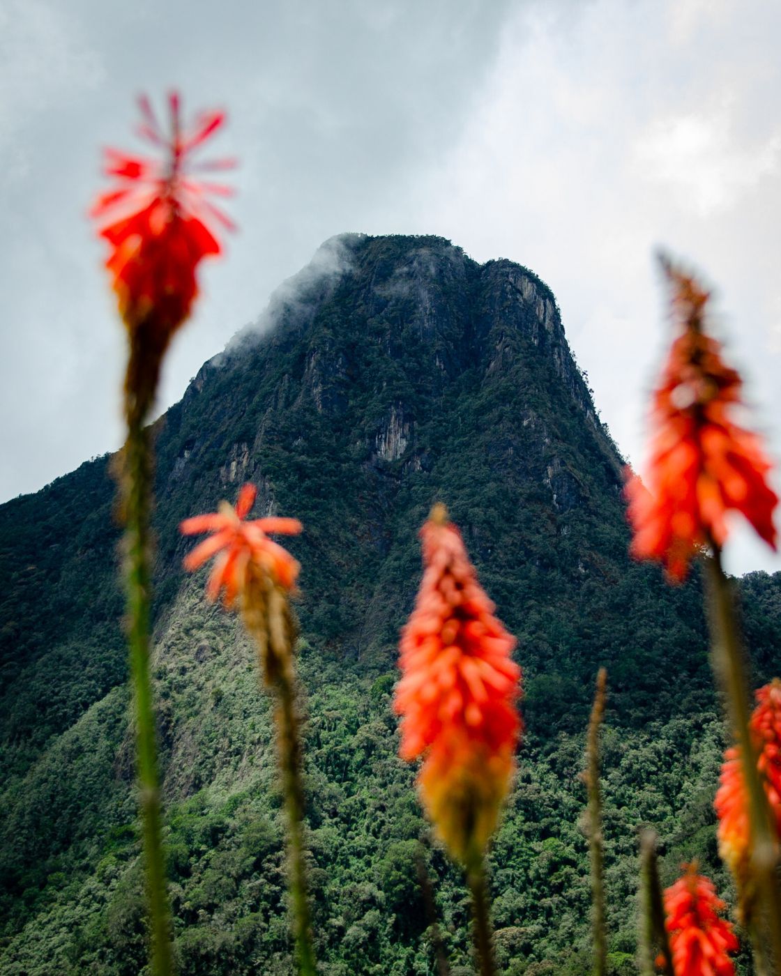 Finca La Montańa, Colombia