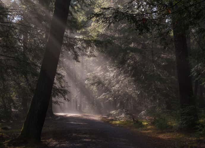 Fire Tower Road