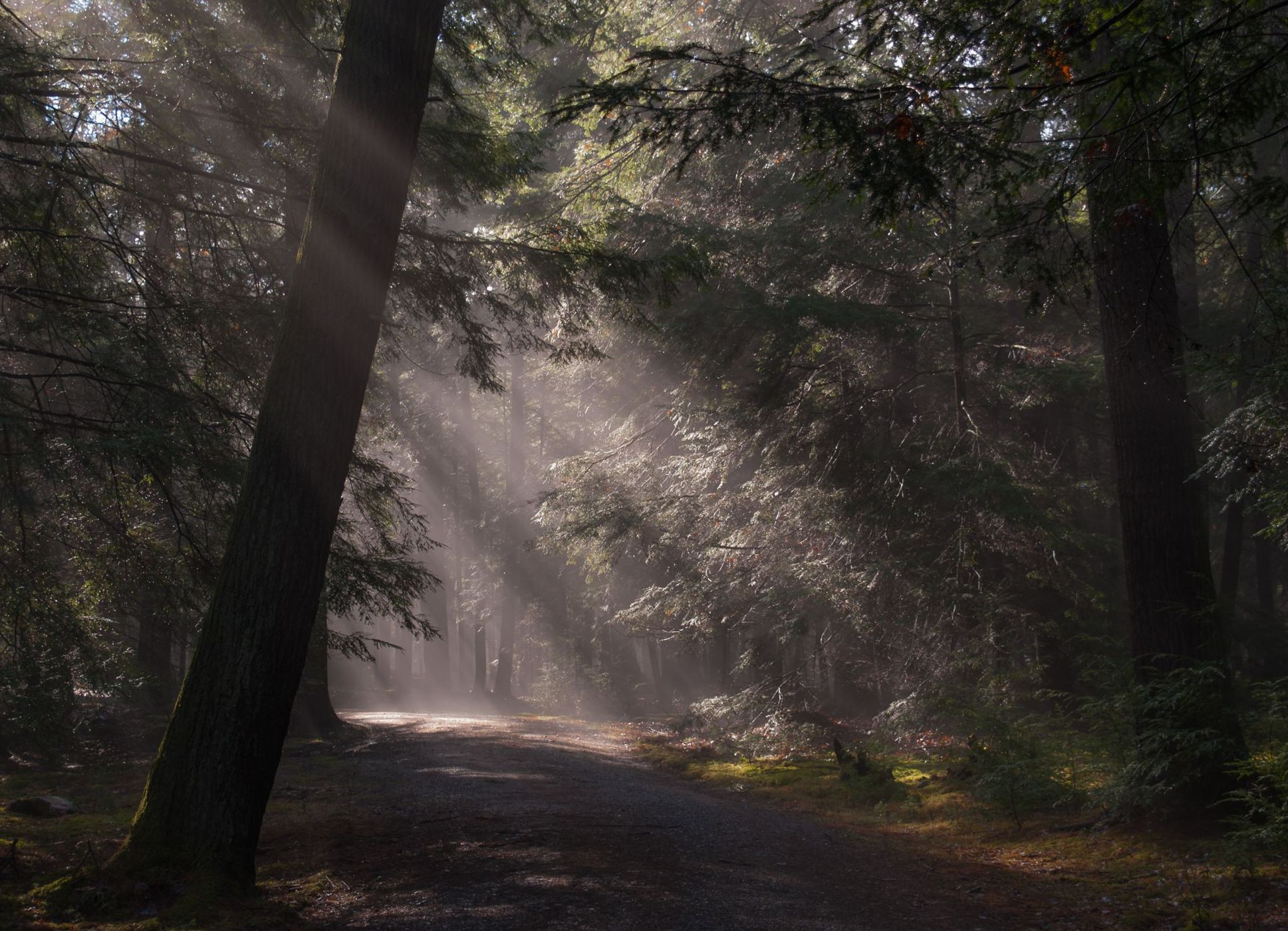 Fire Tower Road, USA