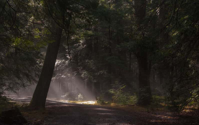 Fire Tower Road
