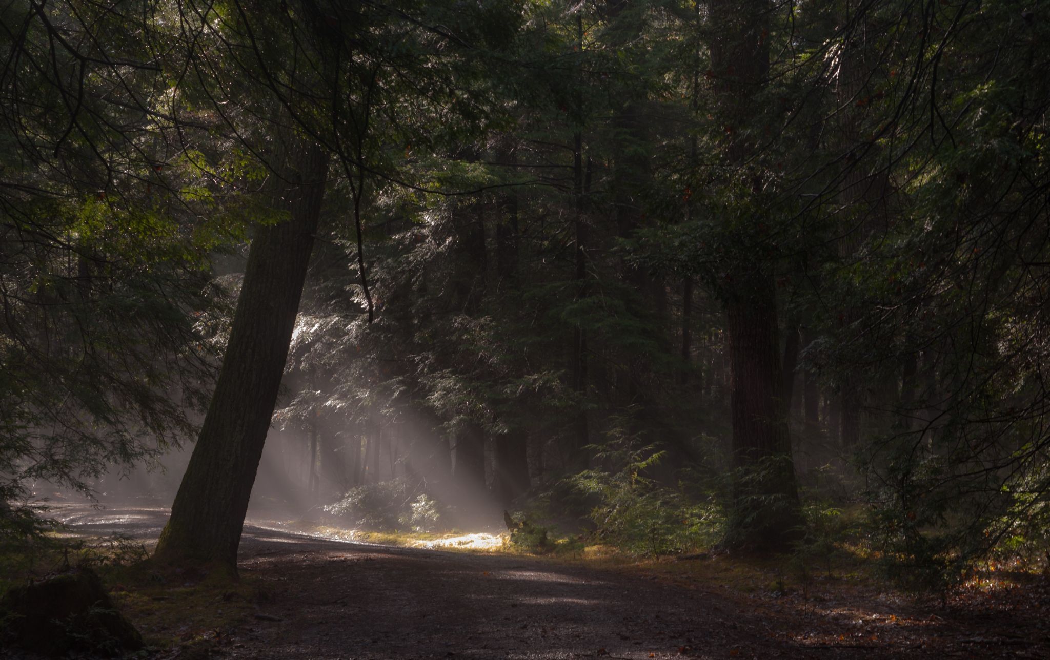 Fire Tower Road, USA