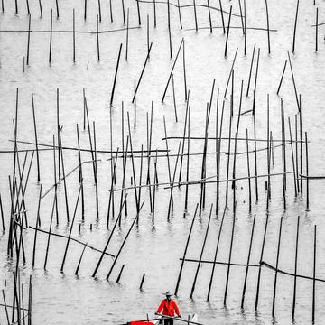 Fisherman amongst the Bamboo Xiapu, China