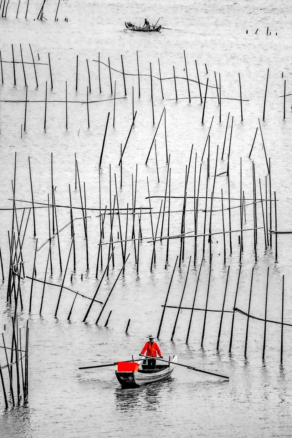 Fisherman amongst the Bamboo Xiapu, China