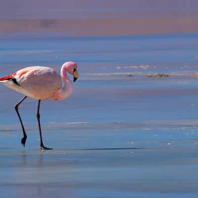 Flamenco de James en laguna colorada, Bolivia