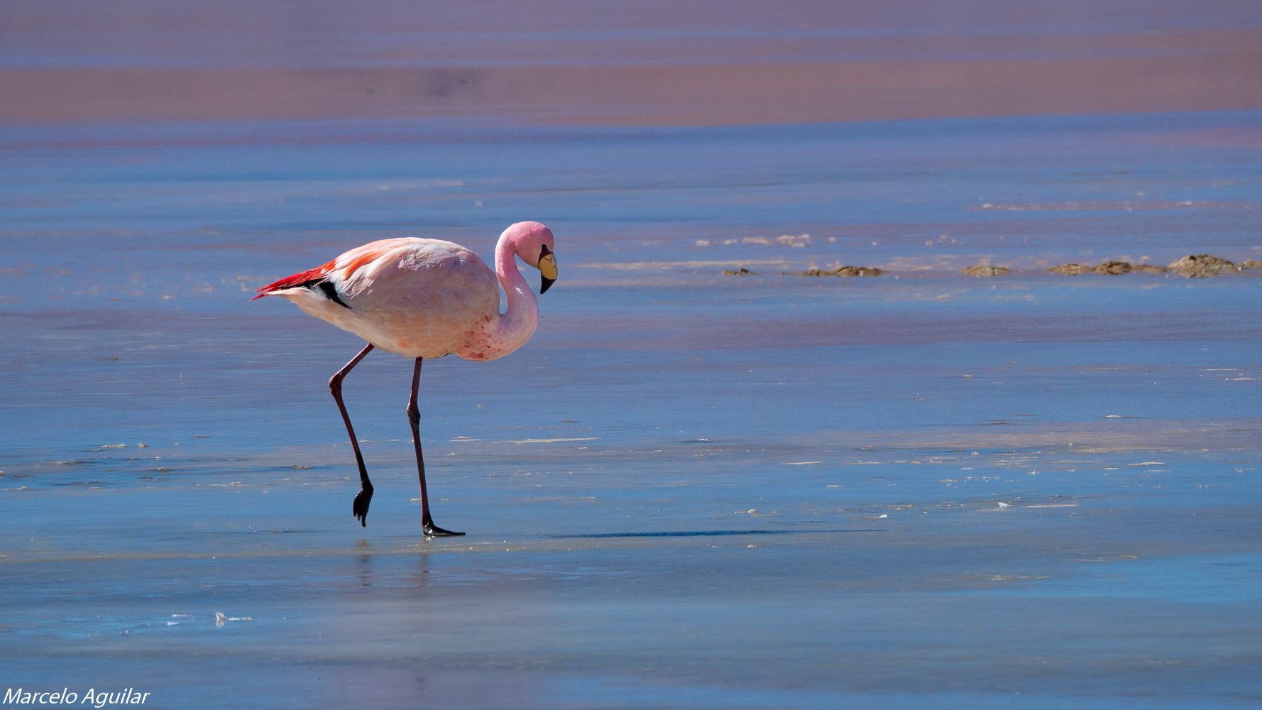 Flamenco de James en laguna colorada, Bolivia