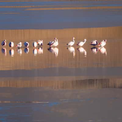 Flamingos at Hedionda lagoon, Bolivia