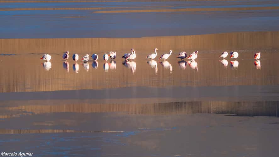 Flamingos at Hedionda lagoon
