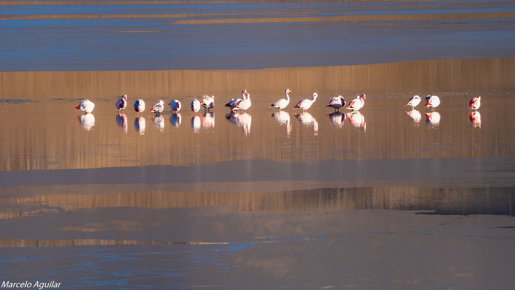 Flamingos at Hedionda lagoon, Bolivia