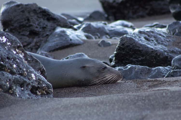 Floreana (Playa Negra)