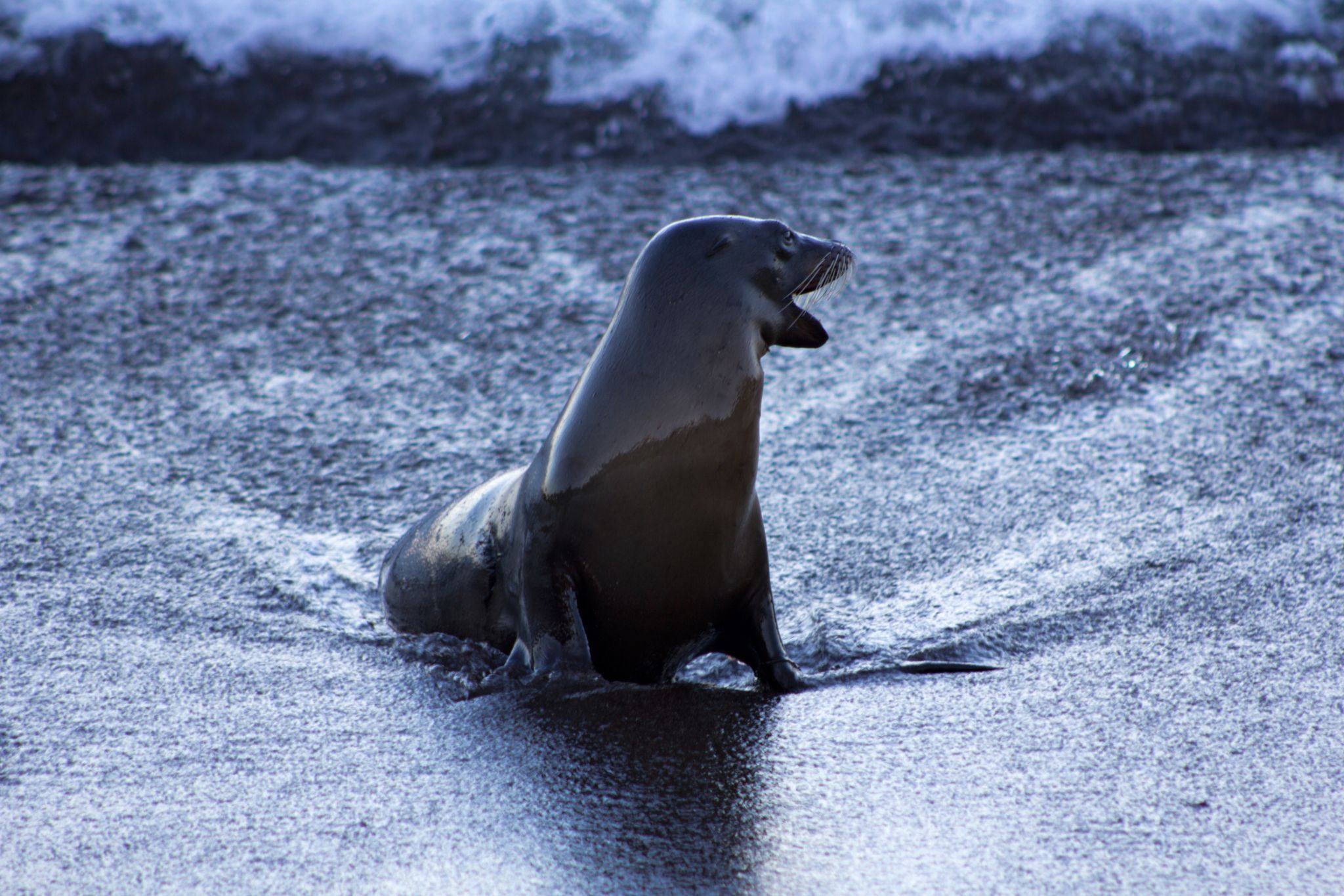 Floreana (Playa Negra), Ecuador