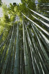 Future chopsticks...